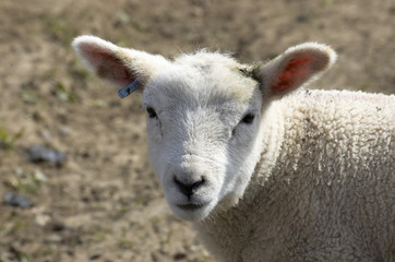 lamb