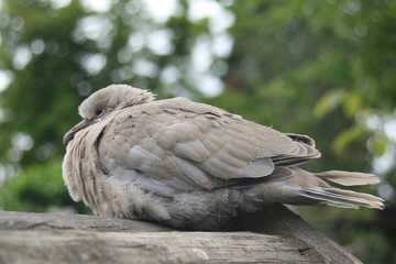 sleeping bird
