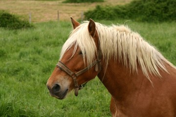 chestnut portrait