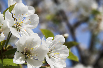 Obraz premium cherry flower blooming