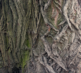 bark of a tree