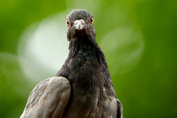 bird
