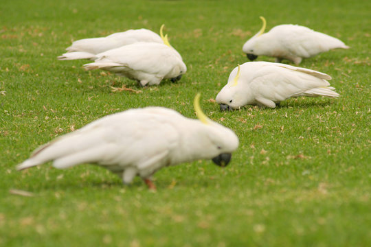 White Cockatoos On Grass