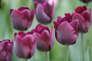 Fototapeta premium violette tulpe