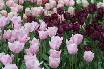 Fototapeta premium tulpenbeet