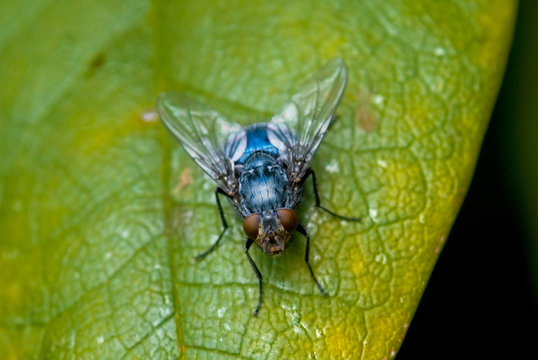 fly 1