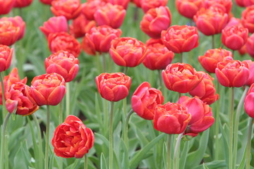 Fototapeta premium gefüllte tulpen in rot