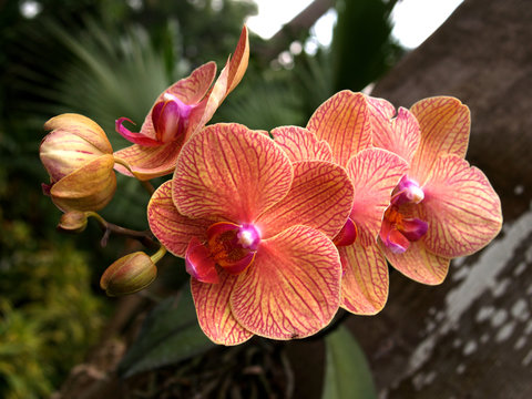 orchid, phaleanopsis, baldin's kaleidoscope