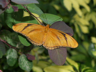 orange julia 3