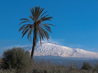 paesaggio etna con palma