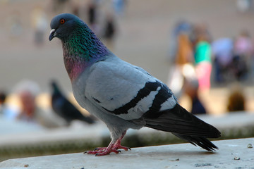 piccione