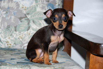cucciolo di cane © Michele Campini