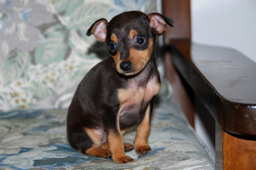 cucciolo di cane © Michele Campini