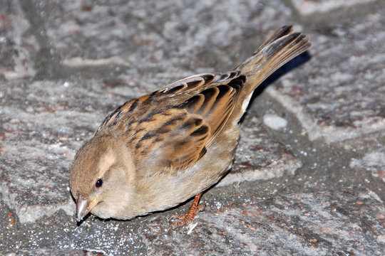 passero