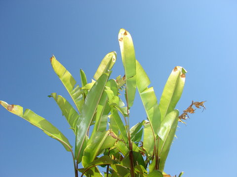 bananeira no c&eacute;u