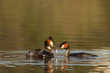 great crested grebe grèbe huppé