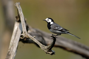 pied wagtail
