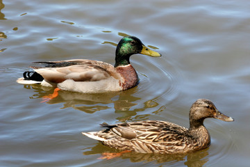 pair of mallards