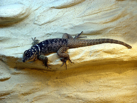 gecko
