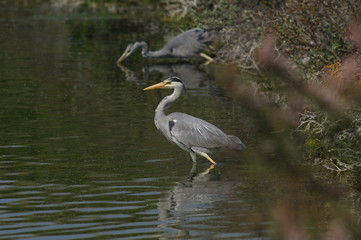 héron cendré jeune et adulte