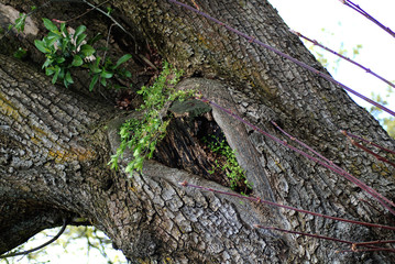 heart shape in a tree