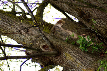 old tree