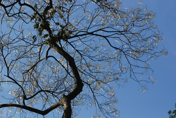 Fototapeta na wymiar trees and skies