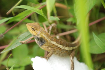 a small brown lizard in the parks