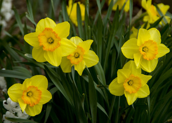 Fototapeta premium daffodils
