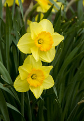 daffodils