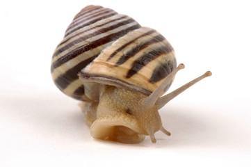 snail