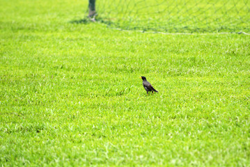 bird and football field