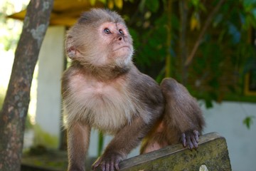 small monkey