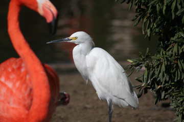 zoo birds