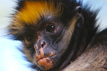 punk monkey