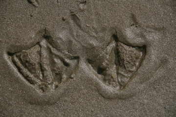 Footprints