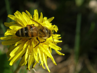 dandelion