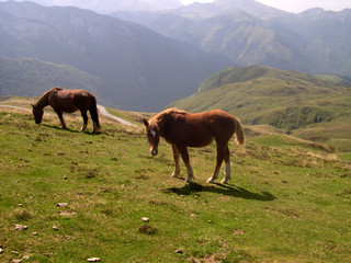 Fototapeta na wymiar chevaux