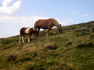 Fototapeta na wymiar chevaux en montagne