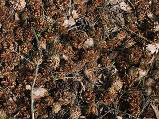 texture - forest carpet