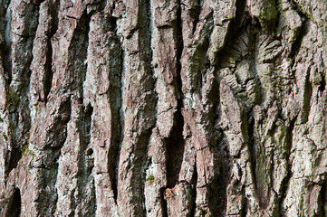 textur baumrinde 2