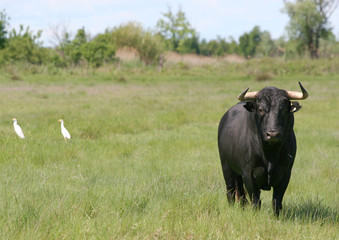 Taureau 