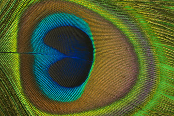 Obraz premium peacock feather