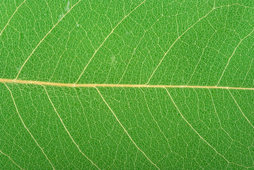 leaf background