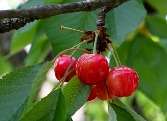 cerises