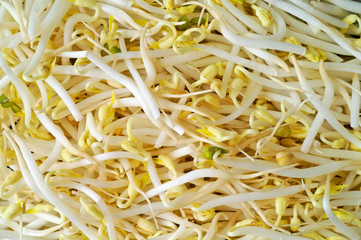soy sprout macro background