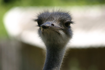 the ostrich