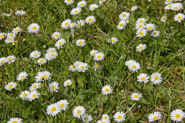 gänseblümchen © Hans und Christa Ede