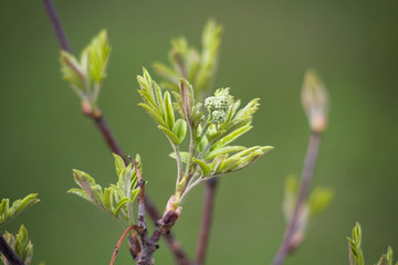rowan buds