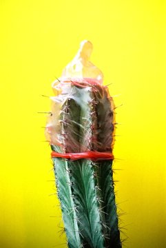 condom on a cactus